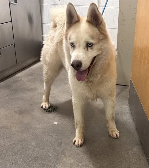 Rocky - Siberian Husky mix