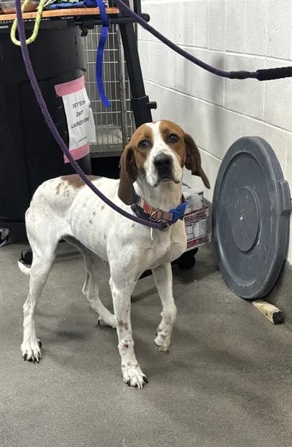 Maizie - Beagle and Labrador Retriever