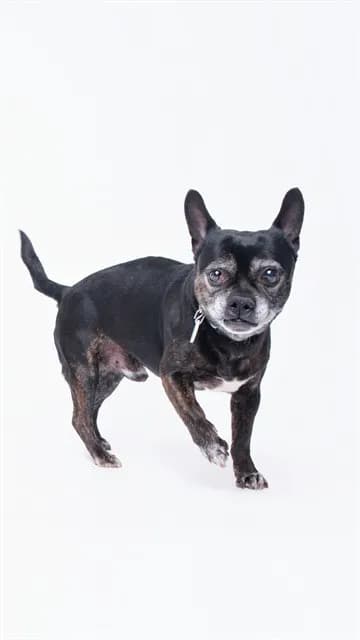 Junior - photo 1