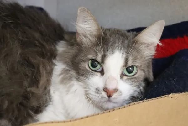 Sophio - Domestic Mediumhair
