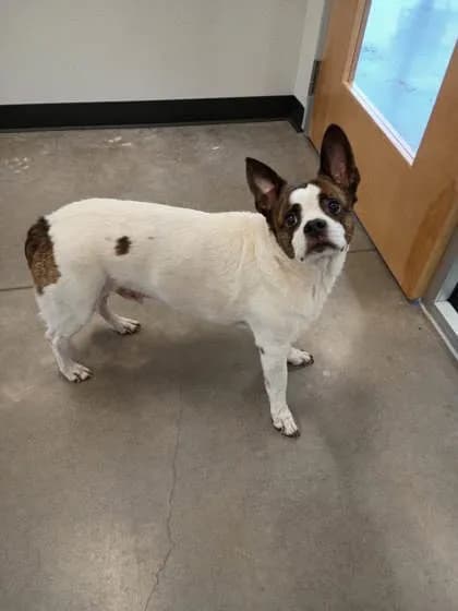 Donnie - Breed information is not provided by this shelter mix