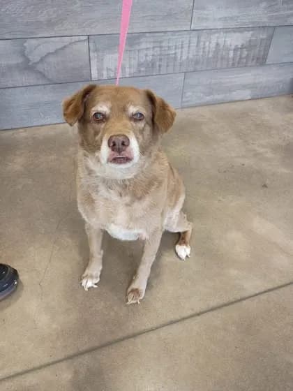 Mercy - Golden Retriever mix