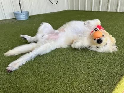 Baxter - thumbnail 2