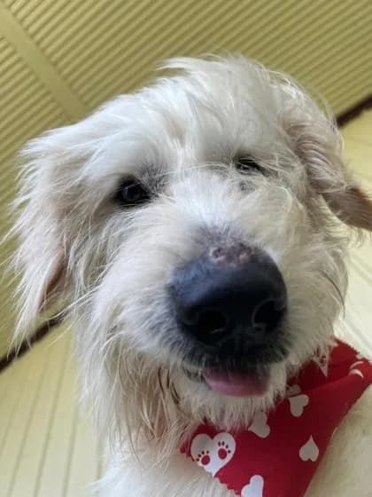 Baxter - thumbnail 4