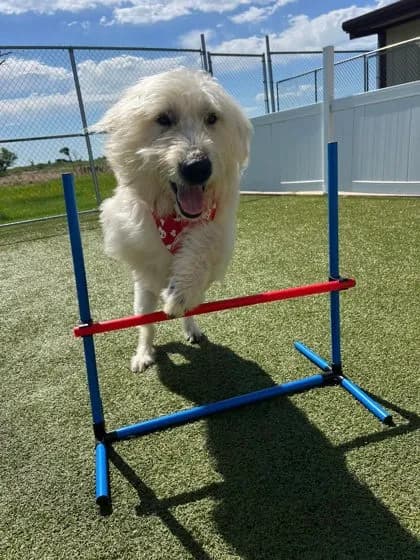 Baxter - thumbnail 6