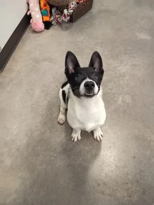Shorty - Breed information is not provided by this shelter mix