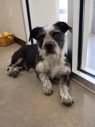 Mazie - Breed information is not provided by this shelter mix