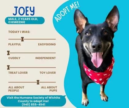 Joey - thumbnail 3