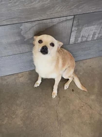 Milo - Chihuahua - Smooth Coated mix