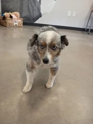 Lily Belle - Australian Shepherd mix