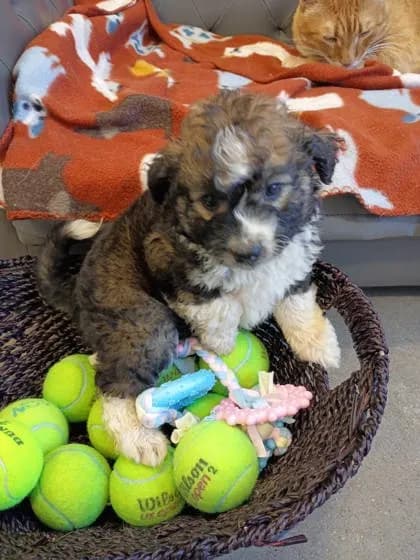 Teddy - photo 1