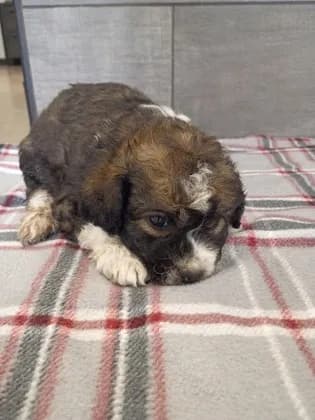 Teddy - thumbnail 2