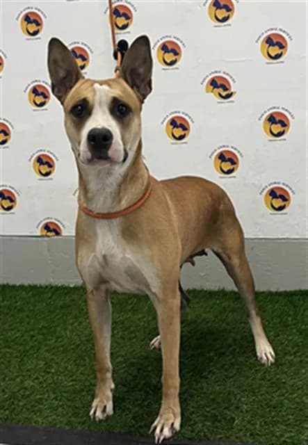 Nala - Breed information is not provided by this shelter