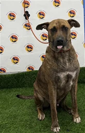 King - Dutch Shepherd mix