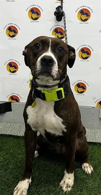 Princess - Breed information is not provided by this shelter