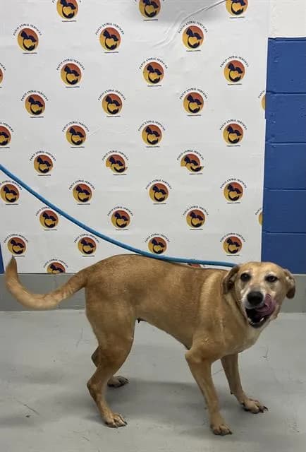 Sandy - Breed information is not provided by this shelter