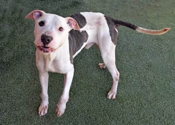 Hoyt - Breed information is not provided by this shelter