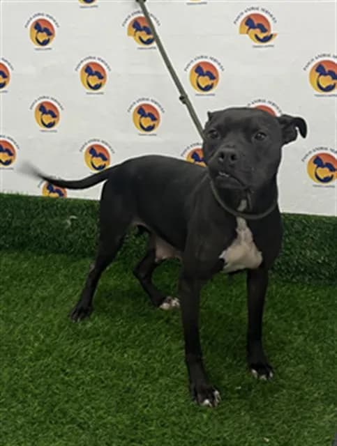 Momma - Pit Bull Terrier mix