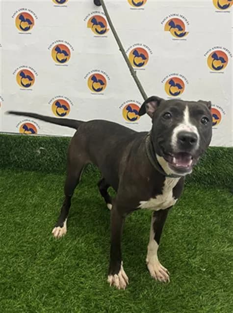 Alaska - Pit Bull Terrier mix