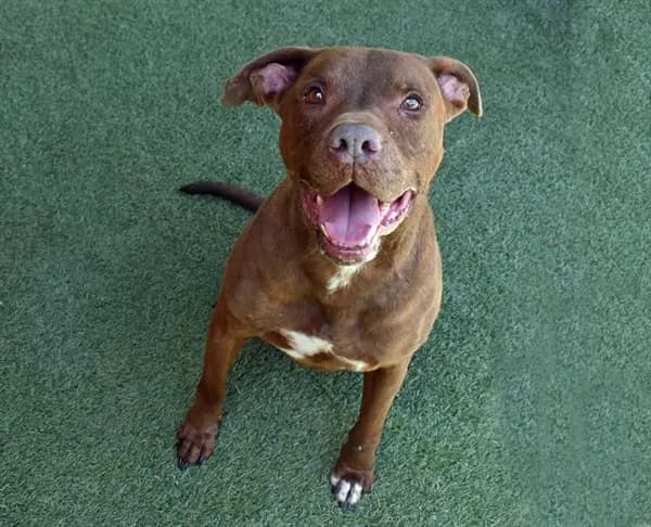 Harvard - Labrador Retriever mix