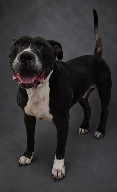 Smokey - Bulldog mix