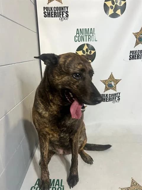 Apple - Black Mouth Cur mix