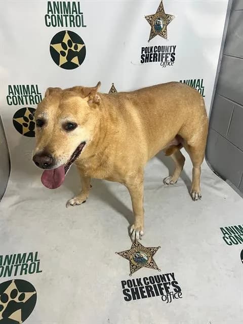 Sheba Smiles - Labrador Retriever mix
