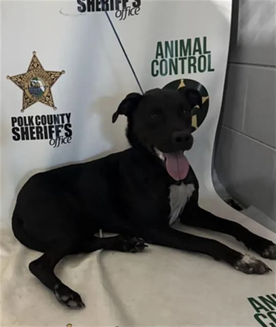 Pebbles - Labrador Retriever mix