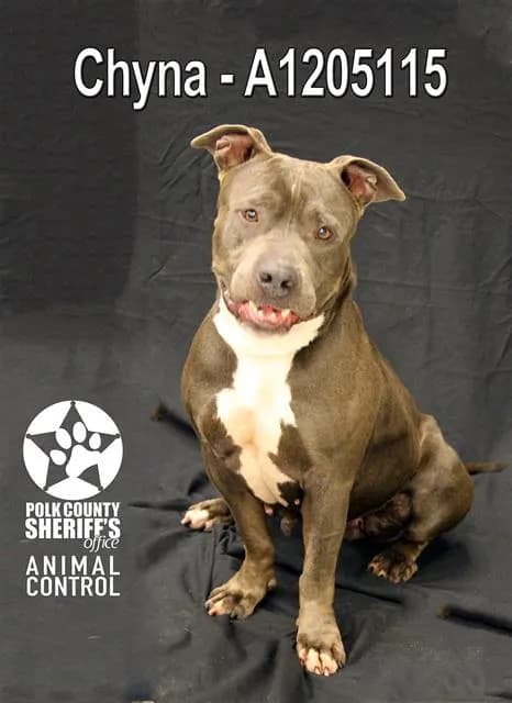 Chyna - Bulldog mix