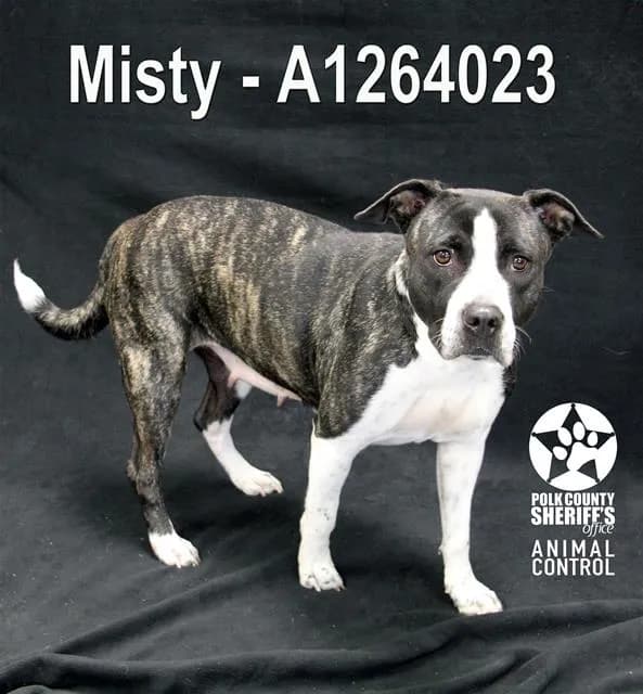Misty - Bulldog
