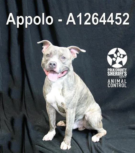 Apollo - photo 1