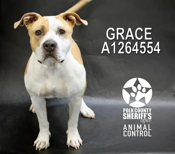 Grace - photo 1