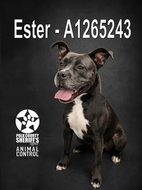 Ester - photo 1