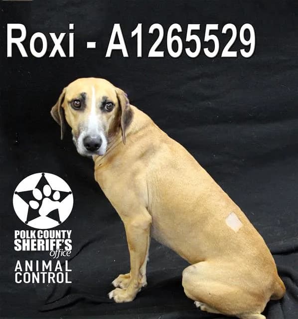 Roxi - photo 1
