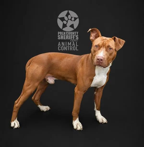 Zeke - photo 1
