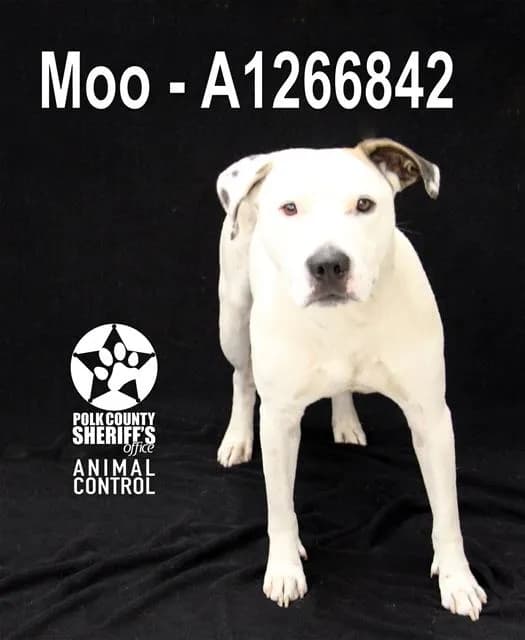 Moo - photo 1