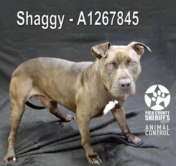 Shaggy - Bulldog mix