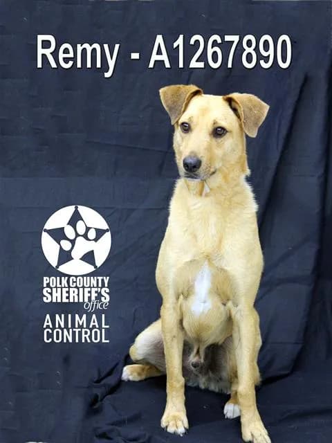 Remy - Cur