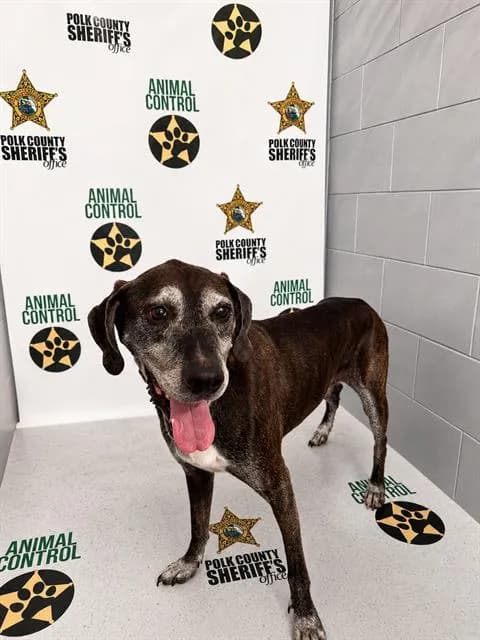 Hank - Catahoula Leopard Hound mix