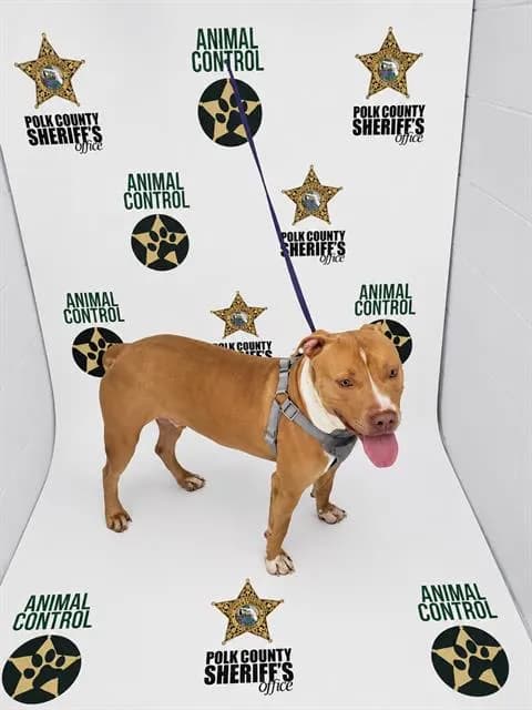 Buster - photo 1