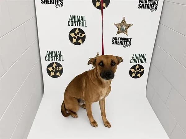 Xander - Black Mouth Cur mix