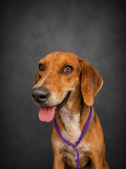 Kylo - Catahoula Leopard Hound mix