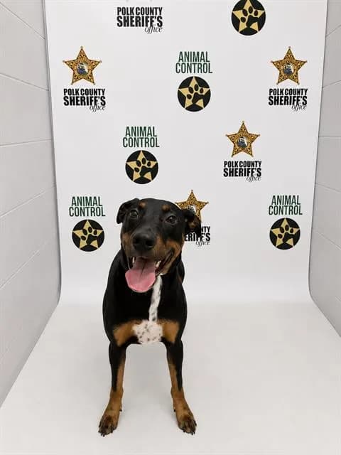 Lance - Doberman Pinscher mix