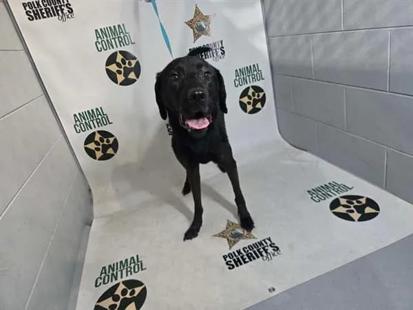 Clover - Labrador Retriever