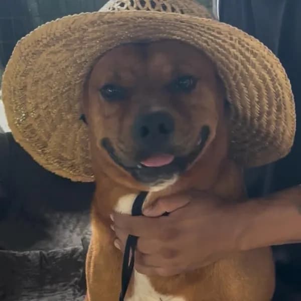 John - Terrier, Pit Bull / Mix