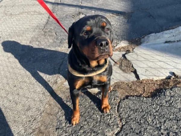 Chloe - Rottweiler