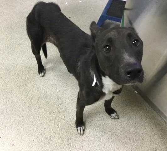Ryan - Pit Bull Terrier mix
