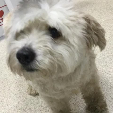 Pj - Poodle - Miniature
