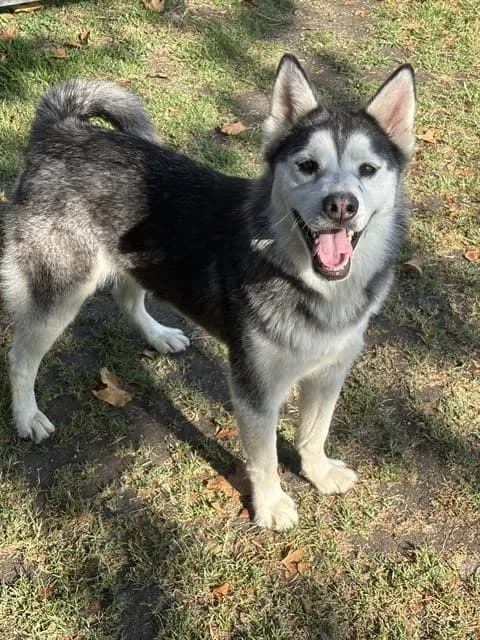 Kira - Siberian Husky