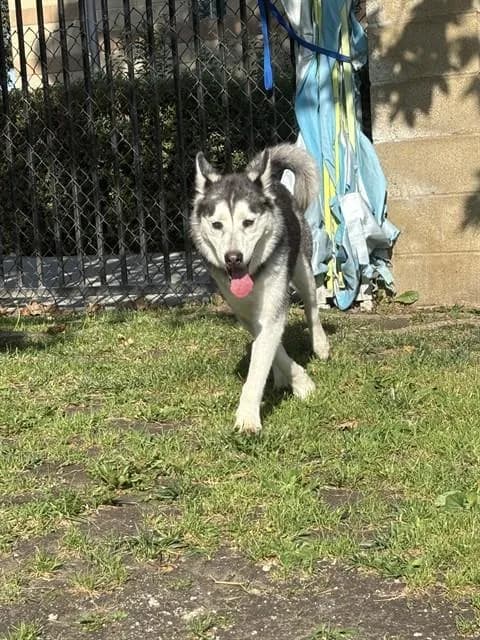 Kira - thumbnail 2